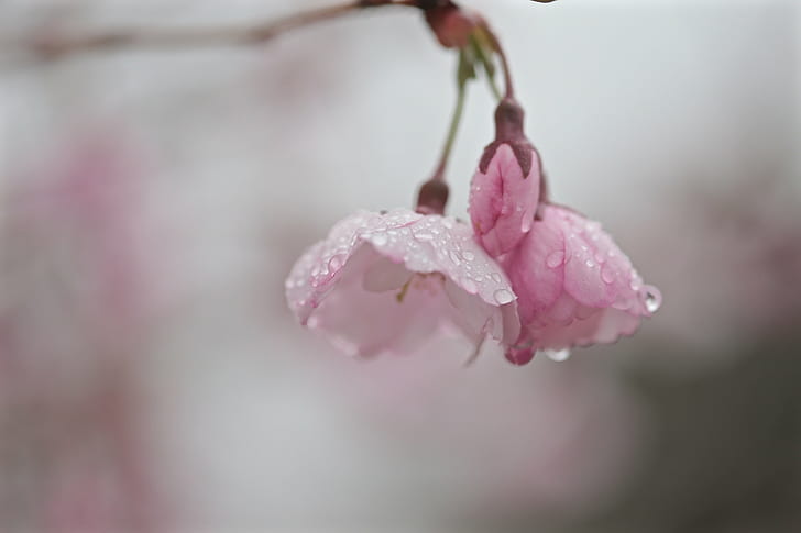 fiori di ciliegio rosa, fiori di ciliegio, fiore, fiore di ciliegio, gocce, acqua, primavera, Maine, bokeh, colore rosa, natura, ramo, primavera, pianta, albero, primo piano, petalo, testa di fiore, fiore, bellezza in natura, Sfondo HD