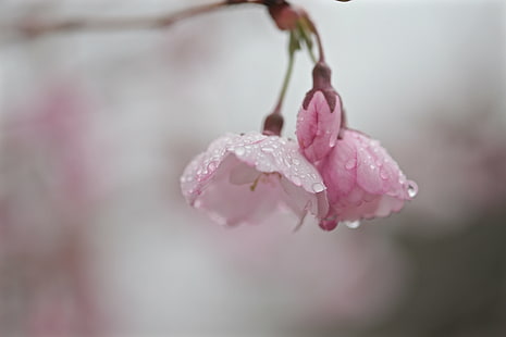 rosa körsbärsblommor, körsbärsblommor, blomma, körsbärsblom, droppar, vatten, vår, Maine, bokeh, rosa Färg, natur, gren, vår, växt, träd, närbild, kronblad, blommahuvud, blomma, skönhet i naturen, HD tapet HD wallpaper