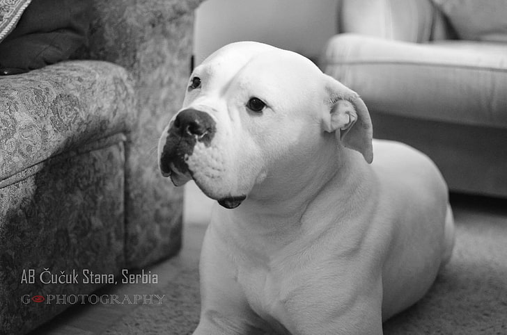 american bulldog, big dog, bulldog, dog, pet, sad dog, white dog, HD wallpaper