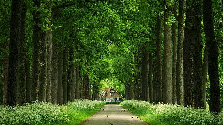 緑の森、路地、木、家、道路、鳥、花、緑の森、路地、木、家、道路、鳥、花、 HDデスクトップの壁紙