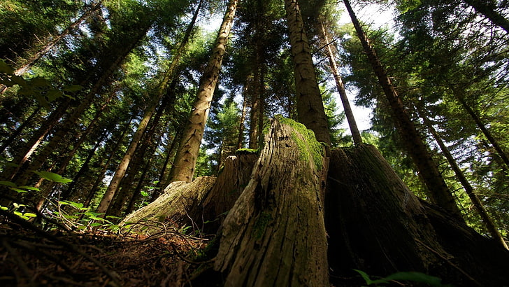 foto de vista de gusanos de bosque, naturaleza, bosque, árboles, Fondo de pantalla HD