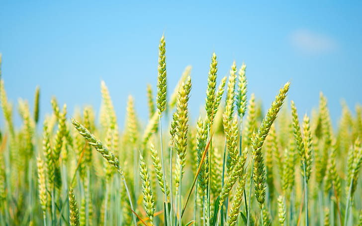 Поле от пшеница, свежо зелено, синьо небе, поле, пшеница, прясно, зелено, синьо, небе, HD тапет