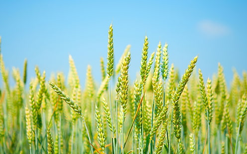 Ladang gandum, hijau segar, langit biru, ladang, gandum, segar, hijau, biru, langit, Wallpaper HD HD wallpaper