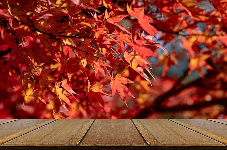 autumn, leaves, background, tree, Board, colorful, red, maple, wood, table, HD wallpaper