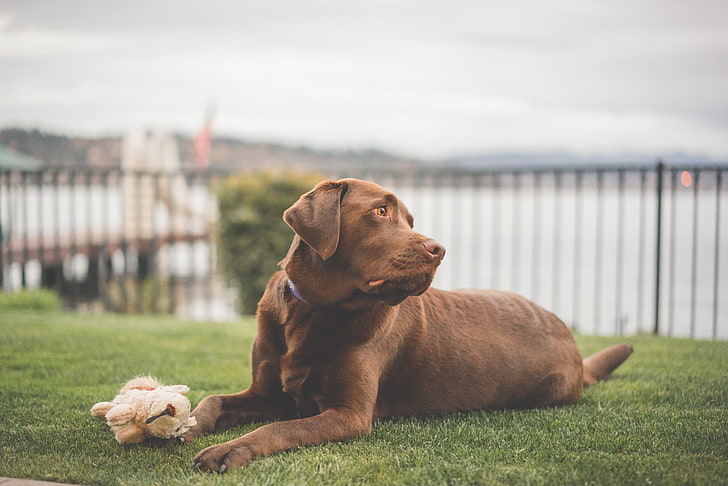 adult chocolate Labrador retriever, labrador, dog, lies, HD wallpaper