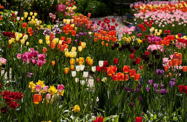 assorted-color tulip flower field, tulips, flowers, flowerbed, diversity, sunny, HD wallpaper