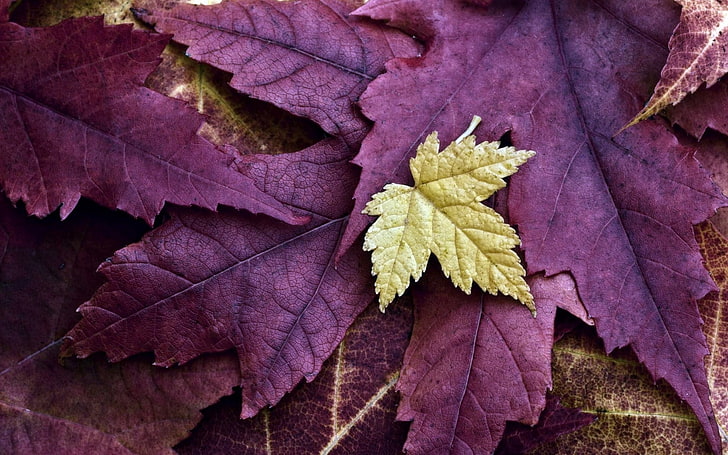 fioletowy liść, liście, jesień, natura, Tapety HD