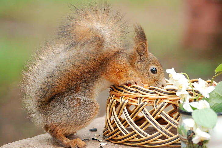 Squirrel, Basket, Flower, Climb, Curiosity, HD wallpaper