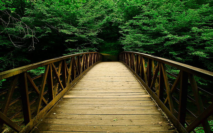 most, drewniany most, ścieżka, przyroda, dzicz, Tapety HD