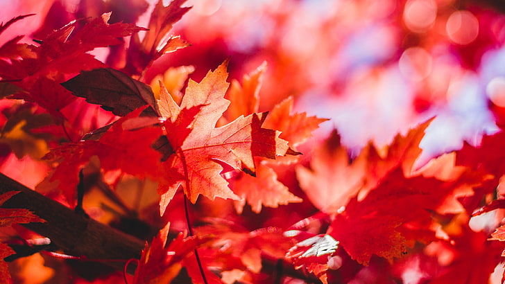 красный кленовый лист, лес, листья, осень, HD обои