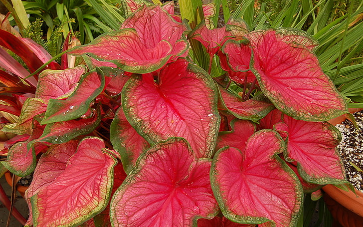 Volants rouges Caladium Superbes feuilles rouges roses marquées avec une bordure verte papier peint de bureau Hd pour téléphones mobiles et ordinateurs portables 3840 × 2400, Fond d'écran HD