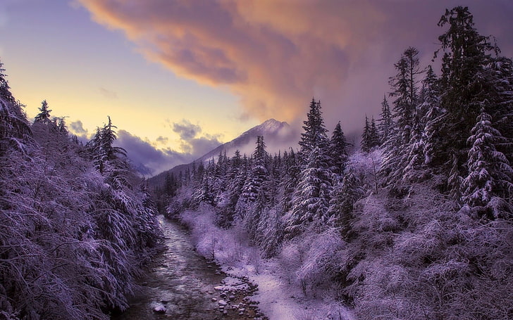 회색조 나무, 겨울, 풍경, 자연, 눈, 나무, HD 배경 화면