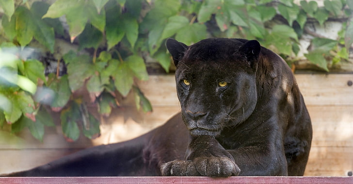 black panther, panther, wild cat, carnivore, black, HD wallpaper
