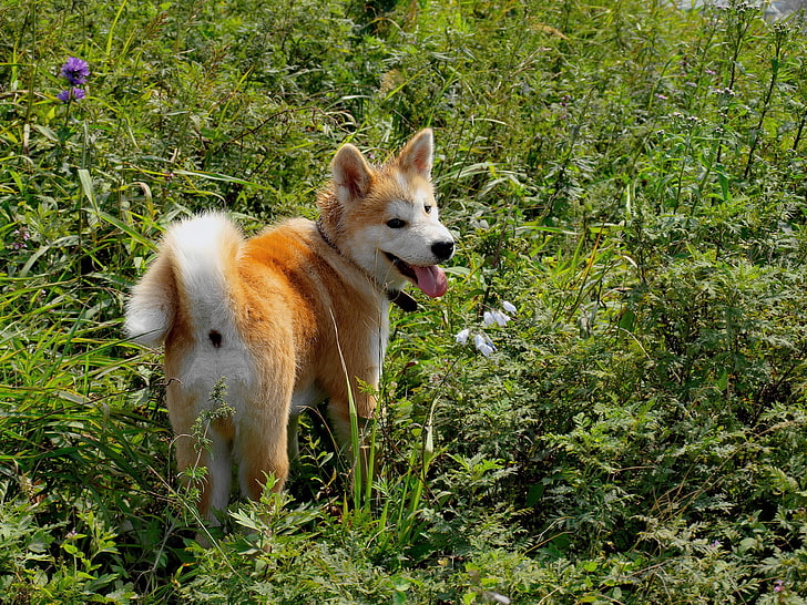 adult tan and white akita inu, akita inu, dog, grass, walk, HD wallpaper