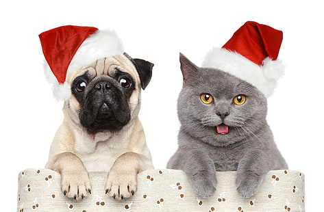 gray cat and white fawn pug puppy, cat, dog, funny, hats, HD wallpaper HD wallpaper