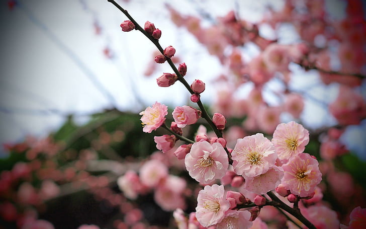 Boccioli di fiori di albicocca, fiore di ciliegio, primavera, natura, albicocca, fiore, gemme, Sfondo HD
