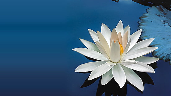 lilia wodna, lilia wodna, lilia biała, lilia biała, woda niebieska, kwiaty, Tapety HD HD wallpaper