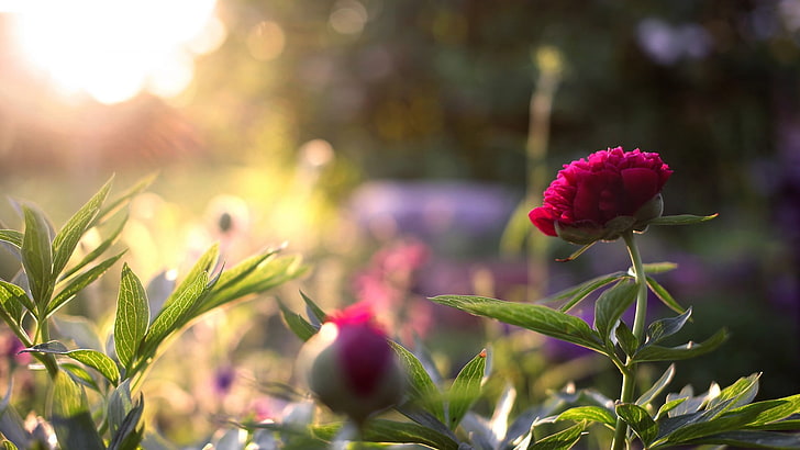 rosa Blüten, Sonnenlicht, Blumen, Blätter, Natur, Schärfentiefe, HD-Hintergrundbild