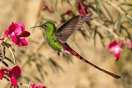 ฮัมมิ่งเบิร์ด, นก, นกฮัมมิ่งเบิร์ดสีเขียวและสีแดง, ดอกไม้, นกฮัมมิงเบิร์ด, หาง, จะงอยปาก, ปีก, นก, วอลล์เปเปอร์ HD HD wallpaper