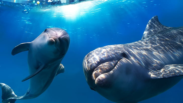 bajo el agua, delfines, lindo, Fondo de pantalla HD