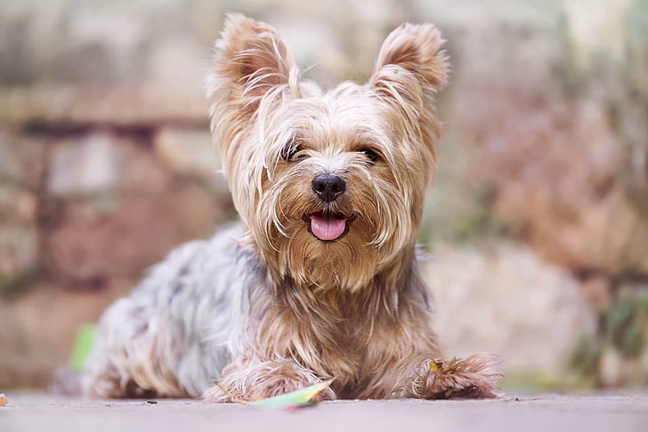 bokeh, Yorkshire Terrier, York, dog, HD wallpaper
