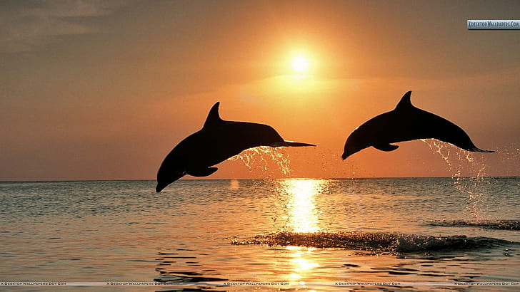 Bottlenose Dolphins Jumping At Sunset, Honduras, honduras, dolphins, sunset, ocean, animals, HD wallpaper