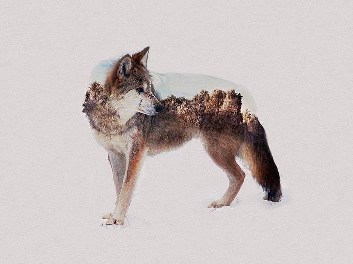 wolf, animals, photo manipulation, double exposure, HD wallpaper