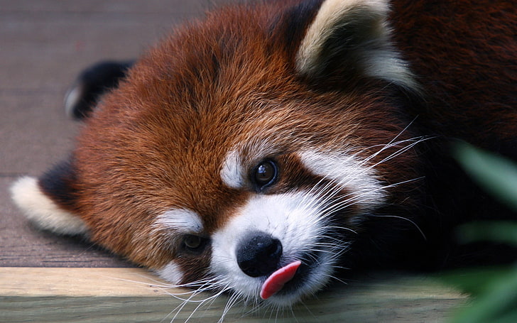 zwierzęta, czerwona panda, natura, czerwony, Tapety HD