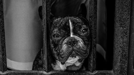 Erwachsene französische Bulldogge, Bulldogge, Maulkorb, Hund, HD-Hintergrundbild HD wallpaper