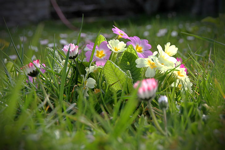 berbagai macam warna bunga, rumput, bunga, musim semi, bidang, Wallpaper HD