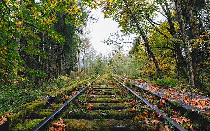 moss covered black meta train tracks in the middle of rainforest, Pass, Life Like, Trains, moss, covered, train tracks, middle, rainforest, nature, autumn  fall, Autumn Colors, trees, Washington, Pacific Northwest, snoqualmie, Canon EOS 5D Mark III, Canon EF, 35mm, 4L, John, Westrock, railroad Track, forest, tree, transportation, outdoors, HD wallpaper