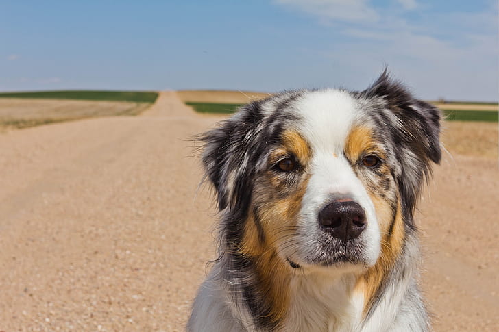 Australian Shepherd, dog, road, HD wallpaper