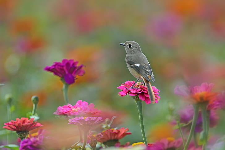 Pájaros, animales, flores, Fondo de pantalla HD | Wallpaperbetter