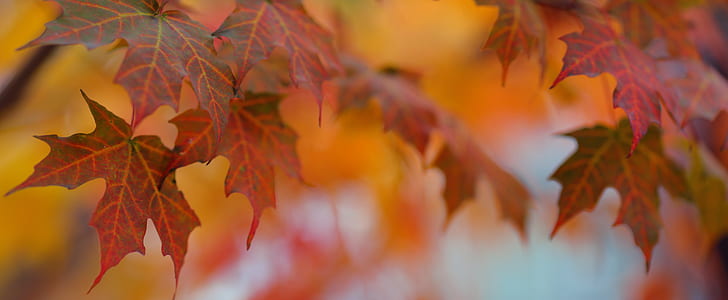 снимка на червени кленови листа, снимка, червен клен, кленови листа, есен, цветове, цветен, DOF, боке, бод, тиган, есен, листа, природа, дърво, сезон, жълт, гора, октомври, на открито, оранжев Цвят, червен , кленово дърво, многоцветно, клон, жив цвят, HD тапет
