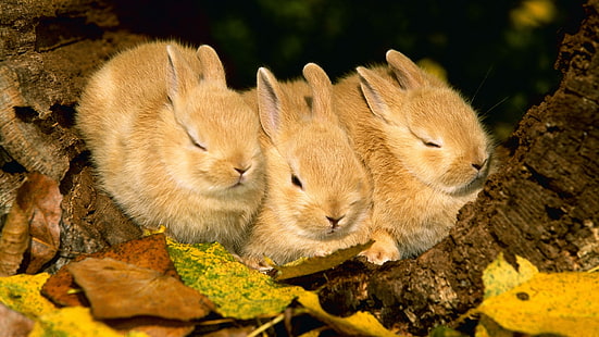 rabbits, three, sleep, HD wallpaper HD wallpaper