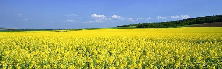풍경 자연 꽃 필드 겨자 노란색 꽃 자연 필드 HD 아트, 자연, 풍경, HD 배경 화면