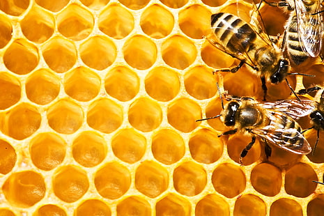 Biene, Bienen, Insekt, HD-Hintergrundbild HD wallpaper
