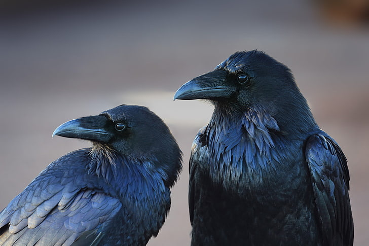 blue and black bird figurine, animals, birds, crow, raven, HD wallpaper