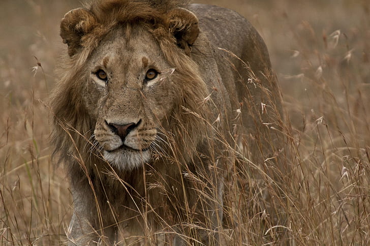 лъв, разхождащ се по тревата, лъв, очи, ходене по, трева, Африка, кения, Танзания, Panthera leo, serengeti, опознаване, лъв - котешки, сафари Животни, дива природа, необуздана котка, животни в дивата природа, савана, месоядно, сафари , животно, природа, източна Африка, национален парк Серенгети, голяма котка, котешка, резерват за дивата природа, равнина, национален резерват масай Мара, пустиня, лъвица, бозайник, масай Мара, грива, национален парк, животни и домашни любимци, HD тапет