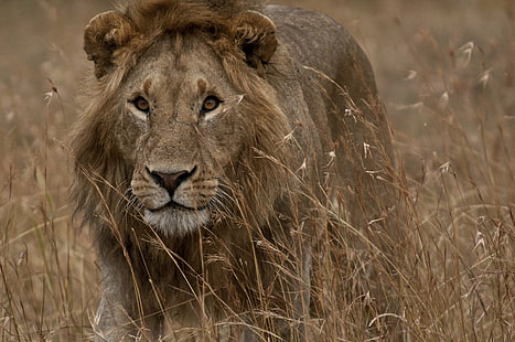 lejon som går på gräset, lejon, ögon, går på, gräs, afrika, kenya, tanzania, Panthera leo, serengeti, utforska, lejon - kattdjur, safari djur, vilda djur, obestämd katt, djur i naturen, savannah, rovdjur, safari , djur, natur, östra Afrika, serengeti nationalpark, stor katt, kattdjur, djurreservat, vanlig, masai Mara nationalreservat, vildmarksområde, lejoninna, däggdjur, masai mara, man, nationalpark, djur och husdjur, HD tapet HD wallpaper
