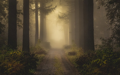 аллея между деревьями, покрытыми туманами цифровые обои, дорога между лесами в туманное время, пейзаж, природа, туман, грунтовая дорога, лес, кустарники, утро, деревья, осень, Венгрия, атмосфера, HD обои HD wallpaper