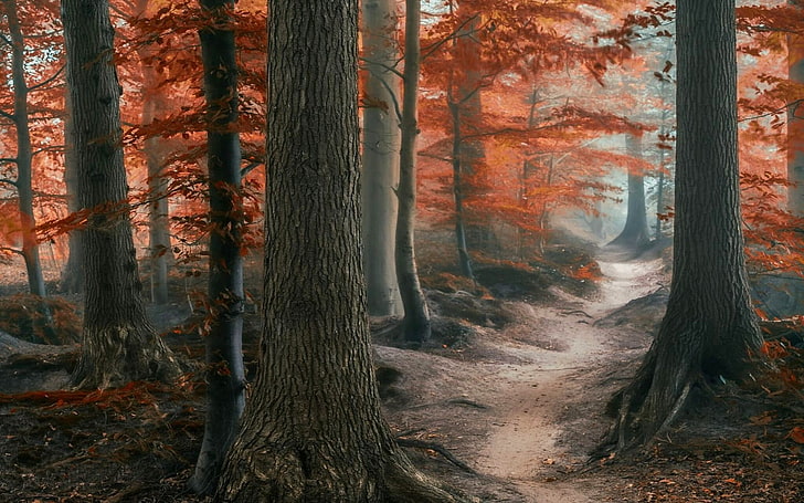 ilustrasi pohon, alam, fotografi, lanskap, hutan, jalan, jatuh, daun, pohon, atmosfer, pagi, kabut, Wallpaper HD