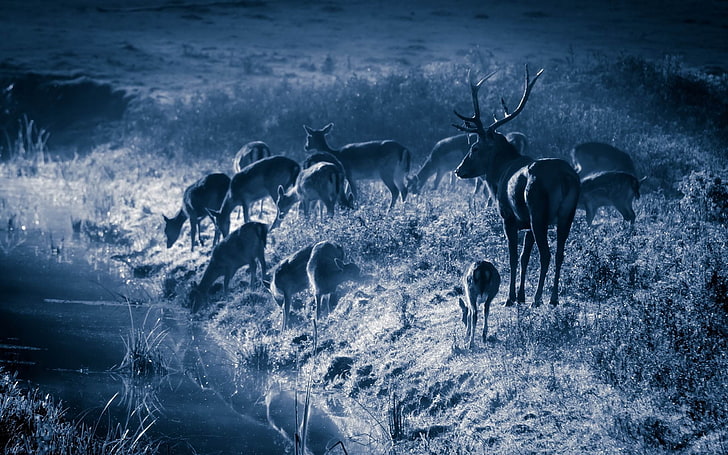 Elk Animal photography theme HD Wallpaper 08, herd of deers, HD wallpaper