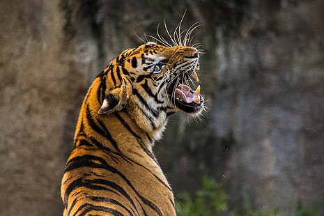 5K, Tiger, Roaring, Wallpaper HD HD wallpaper