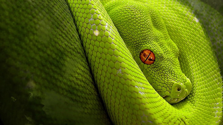 grön, orm, reptil, mamba, djur, HD tapet