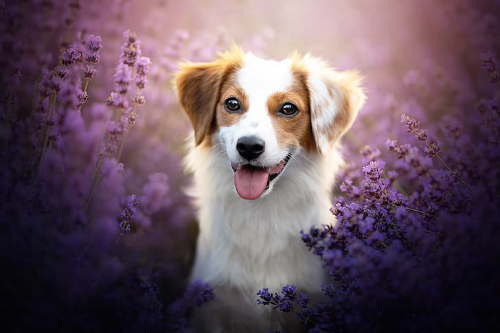 language, look, face, flowers, dog, lavender, bokeh, HD wallpaper