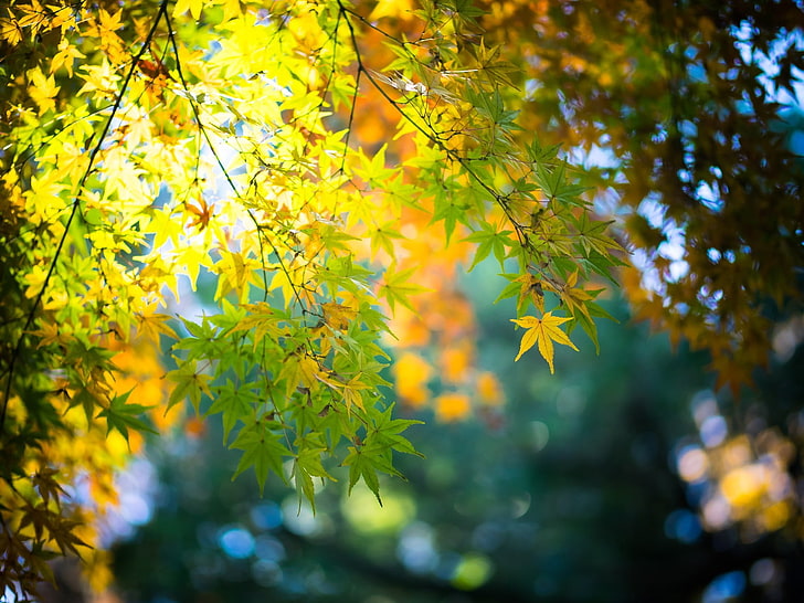 érable, feuilles d'érable, automne, bokeh, feuilles, nature, Fond d'écran HD