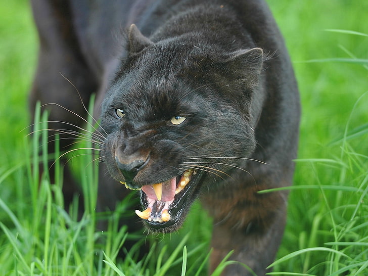 черна пантера, пантера, лице, зъби, агресия, голяма котка, хищник, HD тапет