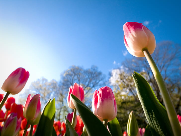 Tulips, Sunny day, Summer, 4K, HD wallpaper