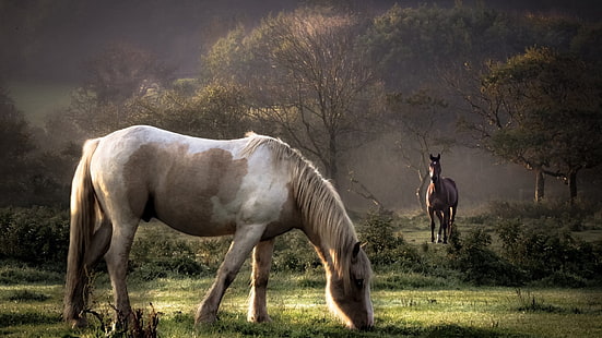 cavalo branco e marrom, animais, cavalo, natureza, HD papel de parede HD wallpaper
